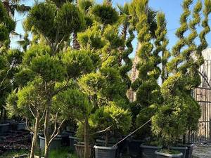 خرید کاج لاوسون همیشه سبز نوشهر