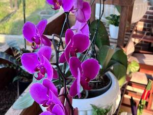 قیمت و خرید گل ارکیده در نور