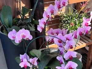 قیمت و خرید گل ارکیده در نور