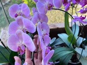 قیمت و خرید گل ارکیده در نور