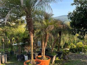 نحوه نگهداری نخل جزایر قناری در نور