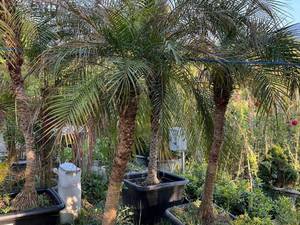 نحوه نگهداری نخل جزایر قناری در نور