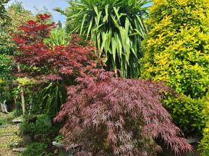 خرید گل و گیاه زینتی در چابکسر