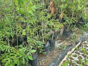 فروش نهال انگور سیاه سردشت