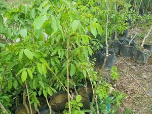 فروش نهال انگور سیاه سردشت