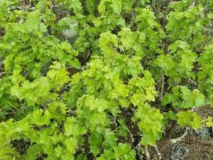 فروش نهال انگور سیاه سردشت