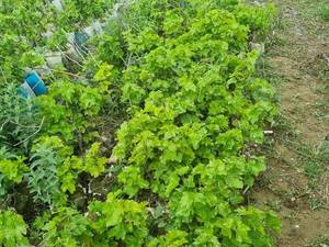 فروش نهال انگور سیاه سردشت