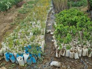 فروش نهال انار دانه نرم ماریا در سردشت