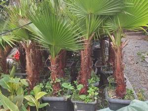 فروش درختچه پالم واشنگتن در آمل