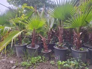 فروش درختچه پالم واشنگتن در آمل