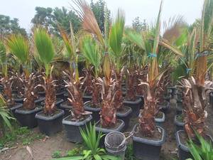 فروش درختچه پالم واشنگتن در آمل