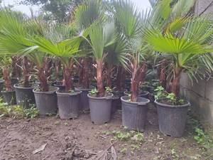 فروش درختچه پالم واشنگتن در آمل