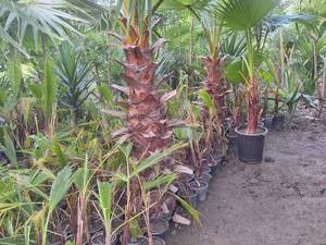 قیمت درخت پالم واشنگتن زمینی در بابل