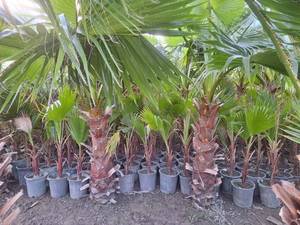 قیمت درخت پالم واشنگتن زمینی در بابل