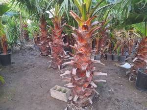 قیمت درخت پالم واشنگتن زمینی در بابل