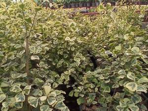 گلخانه فروش گیاهان آپارتمانی در ساری