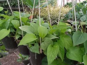 گلخانه فروش گیاهان آپارتمانی در ساری