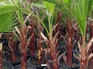 گلخانه فروش گیاهان آپارتمانی در ساری