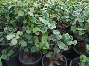 گلخانه فروش گیاهان آپارتمانی در ساری