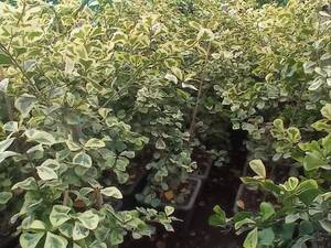 گلخانه فروش گیاهان آپارتمانی در ساری