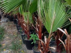 گلخانه فروش گیاهان آپارتمانی در ساری