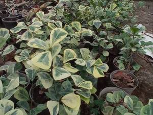 گلخانه فروش گیاهان آپارتمانی در ساری