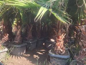 قیمت درخت پالم واشنگتن در نوشهر