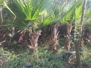 قیمت درخت پالم واشنگتن در نوشهر