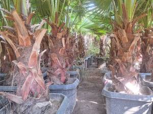 قیمت درخت پالم واشنگتن در نوشهر