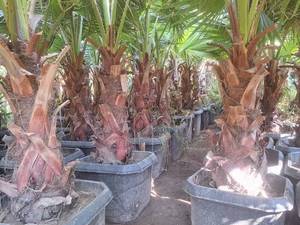 قیمت درخت پالم واشنگتن در نوشهر