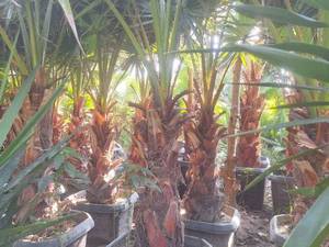 قیمت درخت پالم واشنگتن در نوشهر