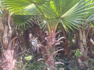 قیمت درخت پالم واشنگتن در نوشهر