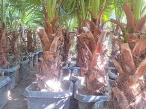 قیمت درخت پالم واشنگتن در نوشهر