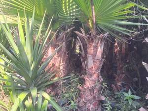 قیمت درخت پالم واشنگتن در نوشهر