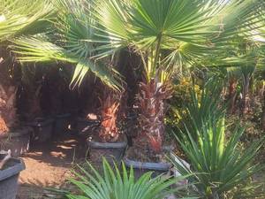 قیمت درخت پالم واشنگتن در نوشهر