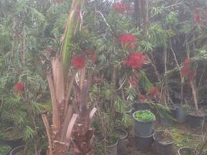 فروش درخت زینتی شیشه‌شور در محمود آباد