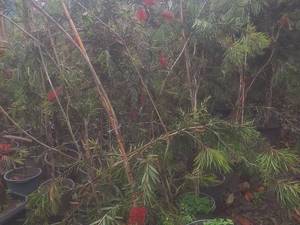 فروش درخت زینتی شیشه‌شور در محمود آباد