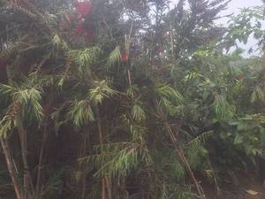 فروش درخت زینتی شیشه‌شور در محمود آباد