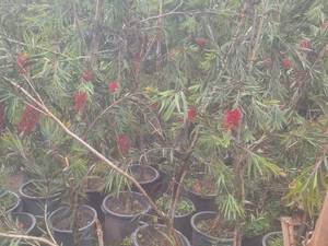 فروش درخت زینتی شیشه‌شور در محمود آباد