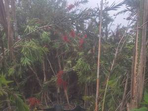 فروش درخت زینتی شیشه‌شور در محمود آباد