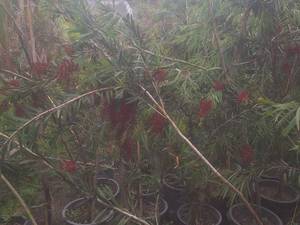 فروش درخت زینتی شیشه‌شور در محمود آباد