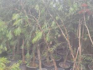 فروش درخت زینتی شیشه‌شور در محمود آباد