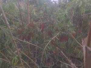 فروش درخت زینتی شیشه‌شور در محمود آباد