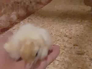 پرورش بوقلمون در لاهیجان