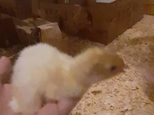 پرورش بوقلمون در لاهیجان