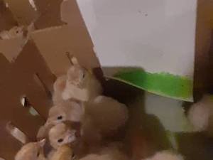 پرورش بوقلمون در لاهیجان