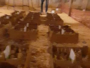 قیمت بوقلمون زنده در لاهیجان