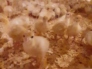 قیمت بوقلمون زنده در لاهیجان