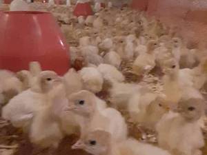 فروش مستقیم بوقلمون از مزرعه در لنگرود