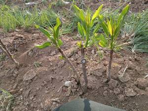 تولید و پخش نهال بادام خوشه‌ای داراب